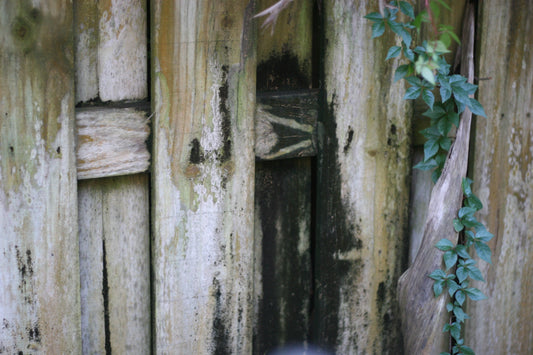 “The Hidden” || Photography